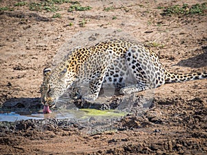 Beautiful young solitary leopard drinking from small waterhole, Kruger National Park, South Africa