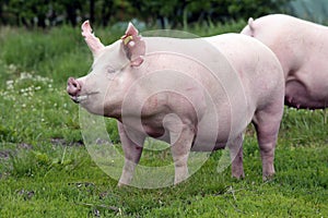 Beautiful young sow pig posing on summer pasture