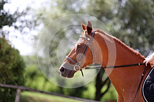 Beautiful young sport horse canter during training outdoors