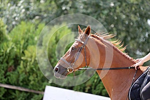 Beautiful young sport horse canter during training outdoors