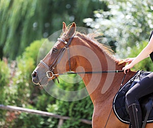 Beautiful young sport horse canter during training outdoors