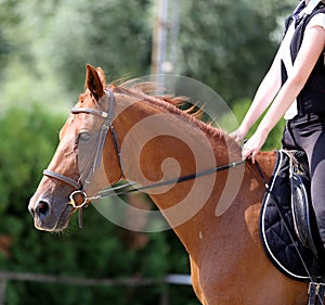 Beautiful young sport horse canter during training outdoors