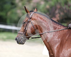 Beautiful young sport horse canter during training outdoors