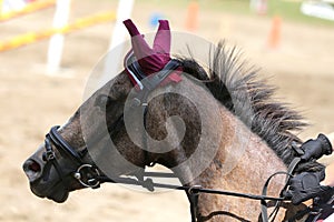 Beautiful young sport horse canter during training outdoors