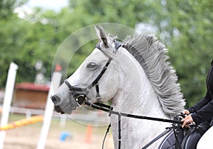 Beautiful young sport horse canter during training outdoors