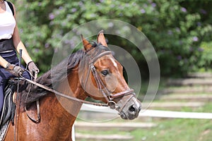 Beautiful young sport horse canter during training outdoors