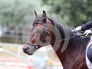 Beautiful young sport horse canter during training outdoors