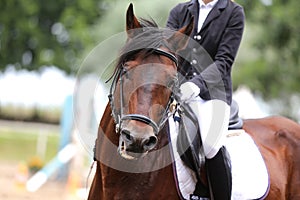 Beautiful young sport horse canter during training outdoors