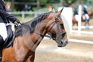 Beautiful young sport horse canter during training outdoors