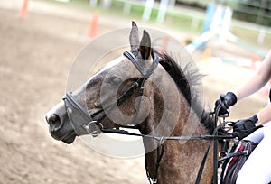 Beautiful young sport horse canter during training outdoors