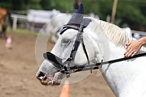 Beautiful young sport horse canter during training outdoors