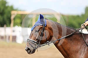 Beautiful young sport horse canter during training outdoors