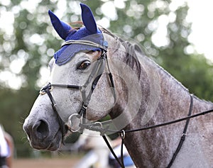 Beautiful young sport horse canter during training outdoors