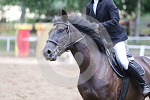 Beautiful young sport horse canter during training outdoors