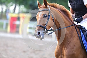 Beautiful young sport horse canter during training outdoors