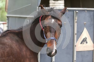 Thoroughbred sport horse standing next to an animal trailer