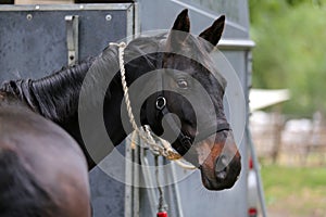 Thoroughbred sport horse standing next to an animal trailer