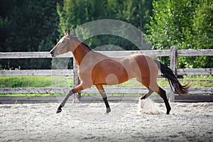 beautiful young sport horse trotting in paddock