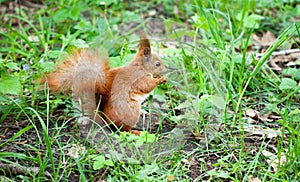 young squirrel sits in the grass and eats a nut