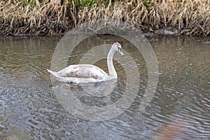 beautiful young swan on a pond