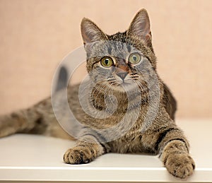 Beautiful young tabby cat