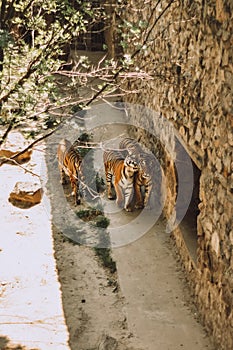 Beautiful young tigress rubs against a tiger