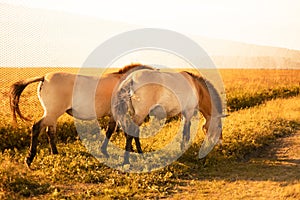 Beautiful young two brown horses walk in the corral on ranch. Animal, farm. Countryside nature