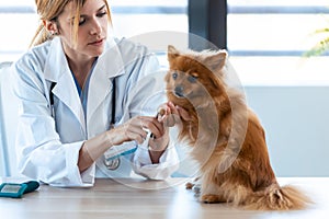 Beautiful young veterinarian woman examining paw of cute lovely pomeranian dog at veterinary clinic