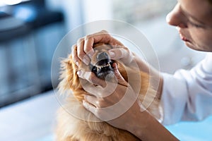 Beautiful young veterinarian woman examining teeth of cute lovely pomeranian dog at veterinary clinic