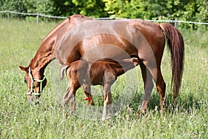 Beautiful young warmblood mare breastfeeding her newborn foal on