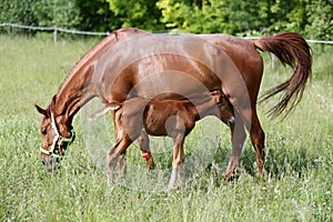 Beautiful young warmblood mare breastfeeding her newborn foal on