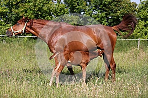 Beautiful young warmblood mare breastfeeding her newborn foal on