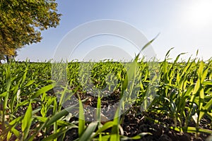 beautiful young wheat