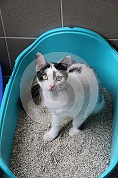 A beautiful young white and black shothair cat is sitting in the green litter box