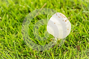 Beautiful young white mushroom on green grass. Closeup of white mushroom growth on the green grass background