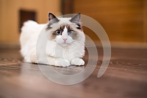 Beautiful young white purebred Ragdoll cat with blue eyes