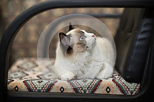 Beautiful young white purebred Ragdoll cat with blue eyes