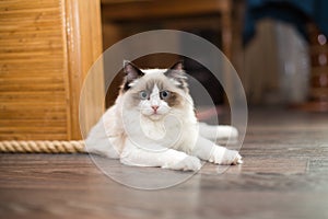 Beautiful young white purebred Ragdoll cat with blue eyes