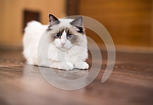 Beautiful young white purebred Ragdoll cat with blue eyes
