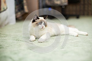 Beautiful young white purebred Ragdoll cat with blue eyes