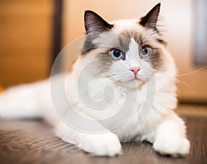 Beautiful young white purebred Ragdoll cat with blue eyes