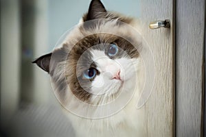 A beautiful young white purebred Ragdoll cat with blue eyes looks out of an open door.