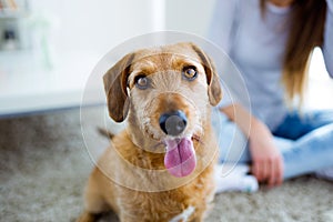 Beautiful young woman with dog playing at home.