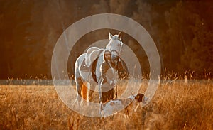 Beautiful young woman in English hunter wear style with Knabstrupper horse