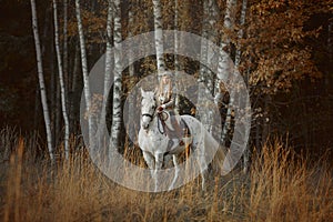 Beautiful young woman in English hunter wear style with Knabstrupper horse