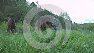 Beautiful young woman is feeding her horse with grass. A girl with a dandelion feeds two horses with hay.