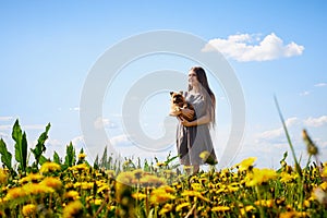 Beautiful young woman on a field with green grass and yellow dandelion flowers in a sunny day. Girl on nature with yellow flowers