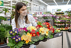 Beautiful young woman in a flower shop and choosing flowers