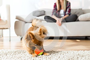 Beautiful young woman with her dog playing with ball at home.