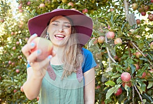 Beautiful young woman holding an apple on a farm. Happy lady picking apples in an orchard. Fresh fruit produce growing